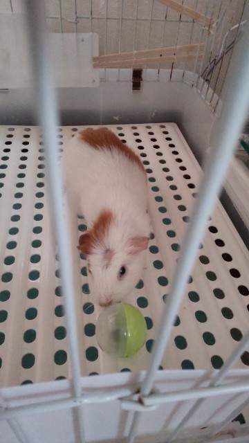 f:id:molgarden:20220318112016j:image