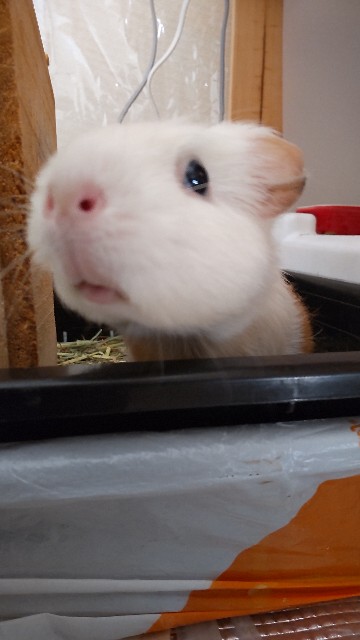 f:id:molgarden:20220325234014j:image f:id:molgarden:20220325234014j:image