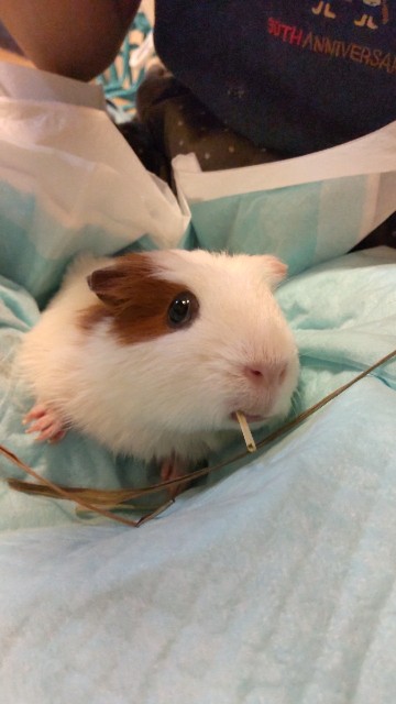 f:id:molgarden:20220615075053j:image