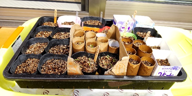 f:id:molgarden:20250318104023j:image