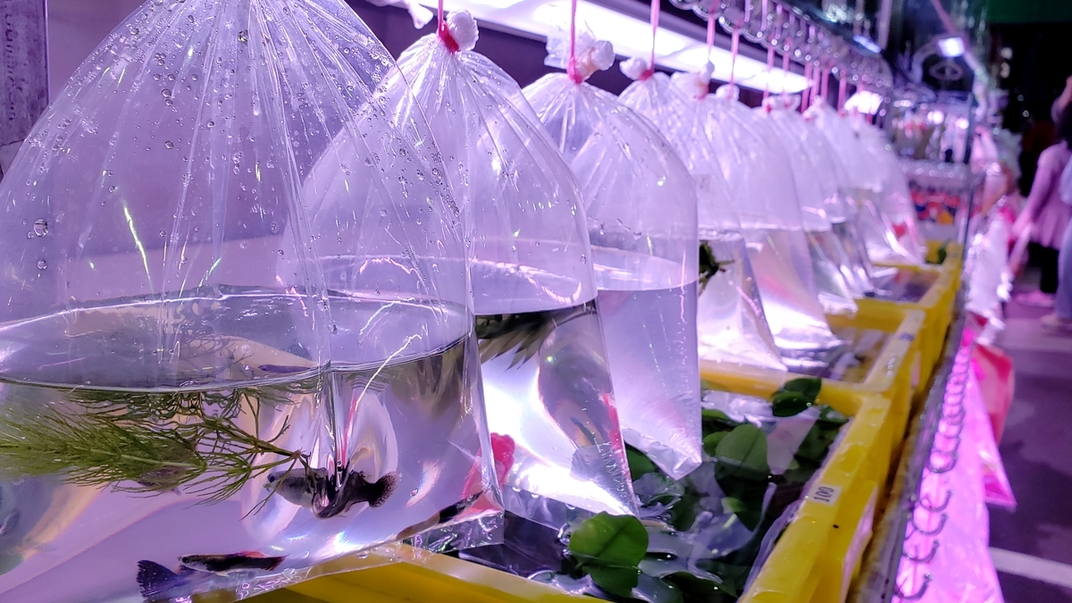 f:id:molitw:20210209132531j:plain