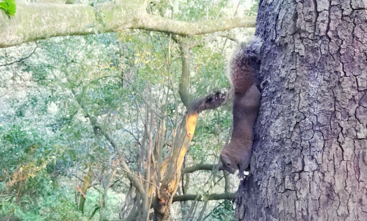 f:id:molitw:20210302123404j:plain