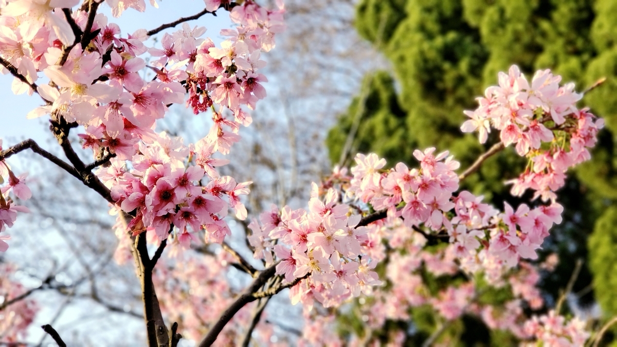 f:id:molitw:20210310131525j:plain