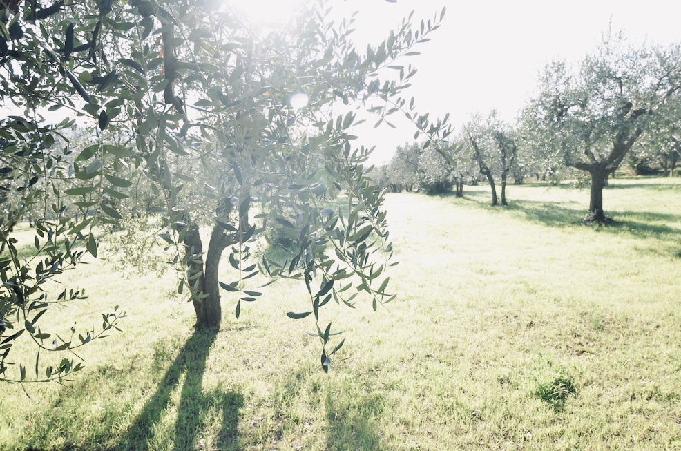 f:id:momerath:20191125040628j:plain