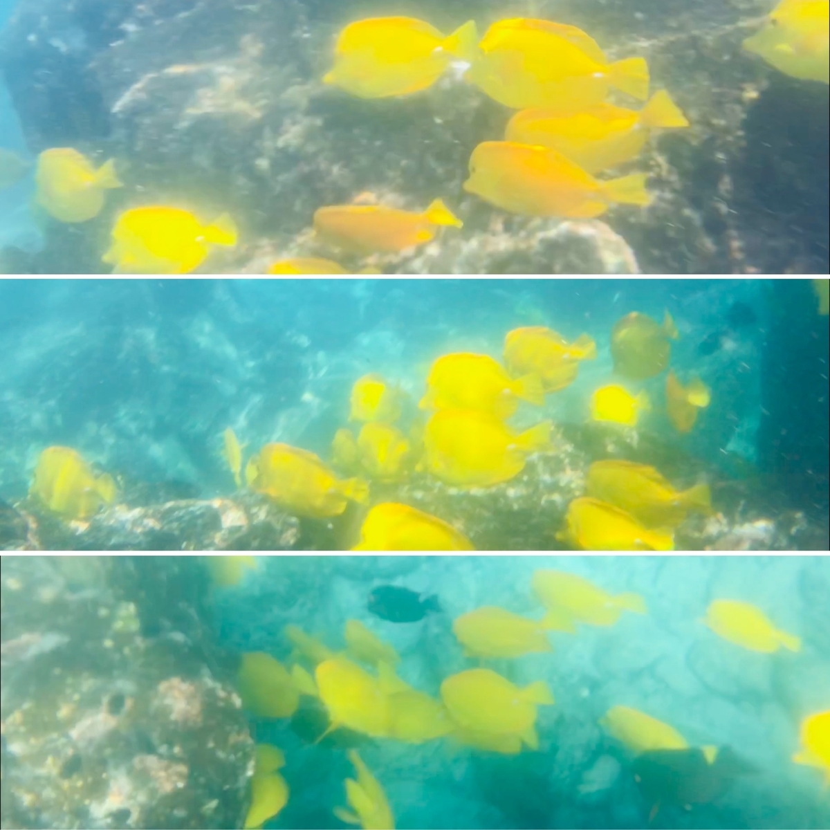 f:id:momerath:20191203081345j:plain