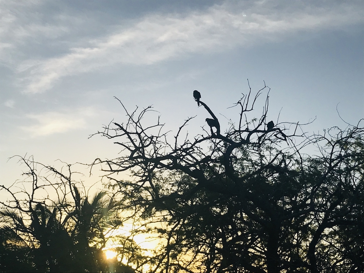 f:id:momerath:20191205023745j:plain