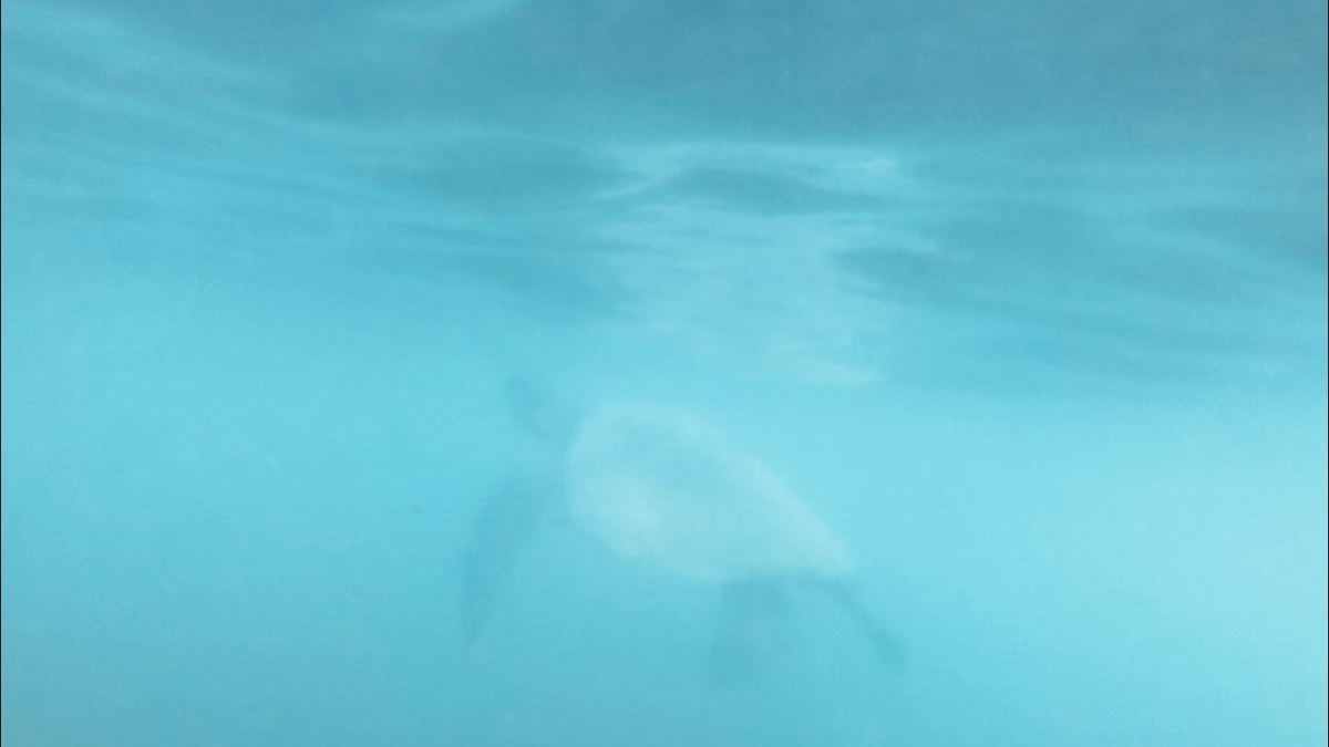 f:id:momerath:20191205031214j:plain