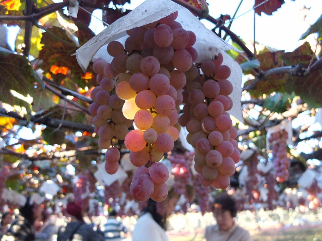 f:id:momiji320:20161106013432j:plain