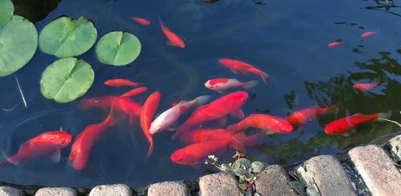 池の金魚