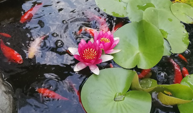 ツイン開花する睡蓮