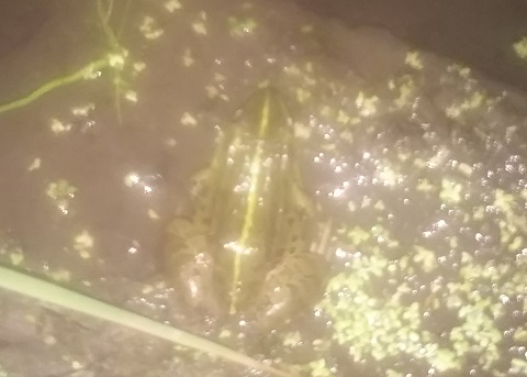 夜の田んぼに潜むトウキョウダルマガエル