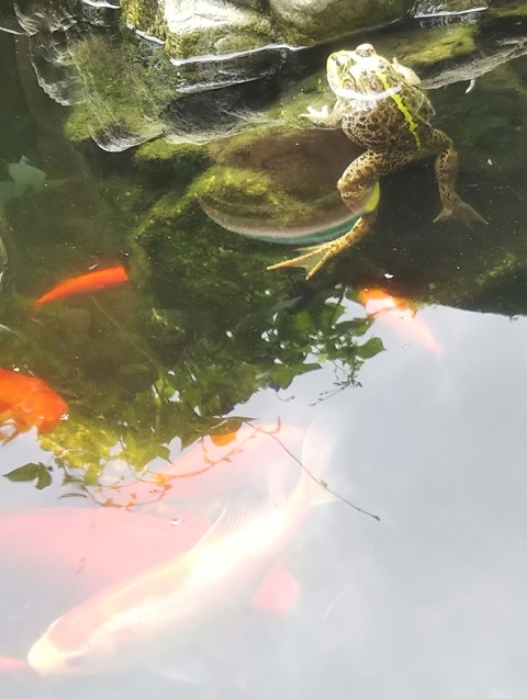 トウキョウダルマガエルと金魚