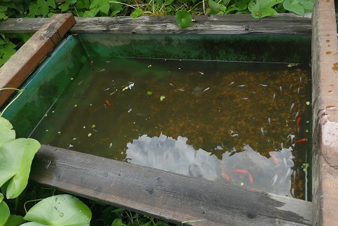 水替え中の水が減ったプラ舟