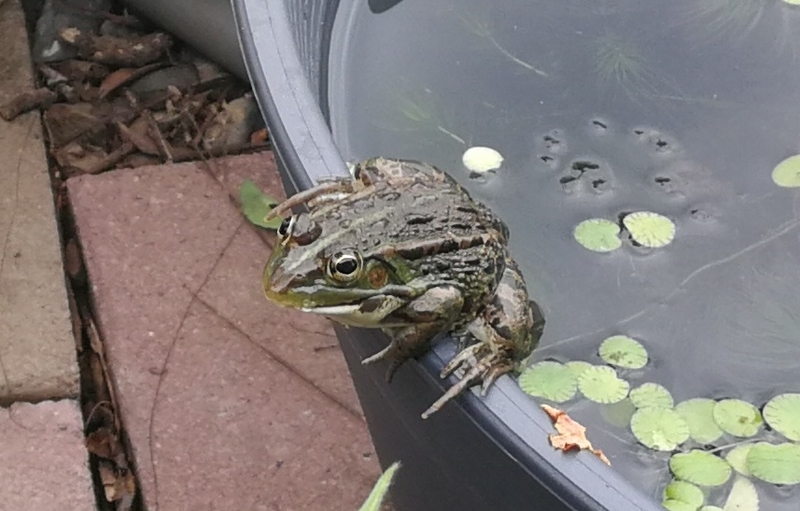 睡蓮鉢の縁に乗るトウキョウダルマガエル