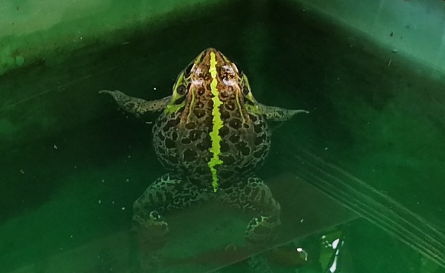 水に浮かぶトウキョウダルマガエル