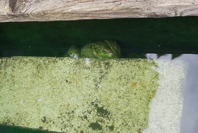 水中に隠れるトウキョウダルマガエル