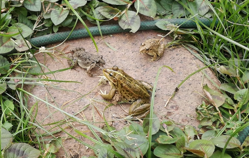 餌やり場のタイルの上にトウキョウダルマガエル１匹とヌマガエル２匹