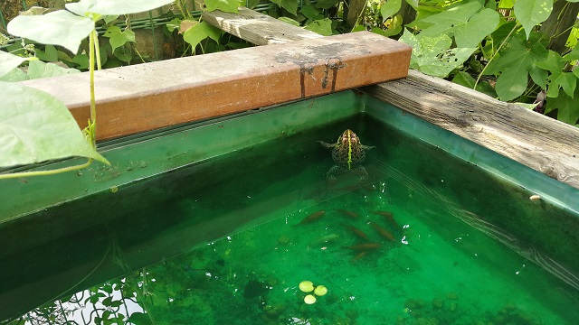 プラ舟に浮かぶトウキョウダルマガエル