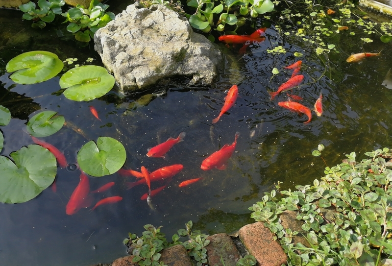 池で餌を食べる金魚とモツゴ