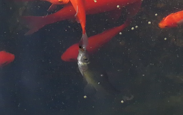 水面の餌を食べるモツゴ