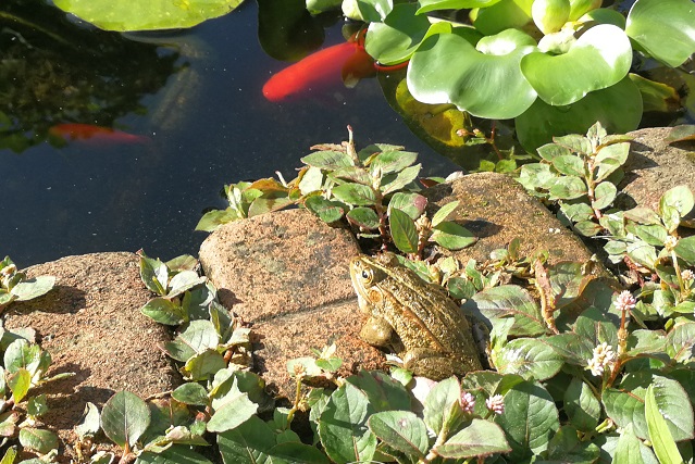 池の端でくつろぐトウキョウダルマガエル