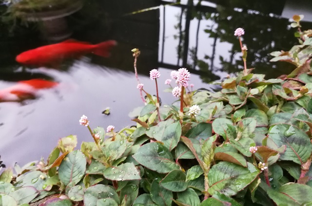 池の端に咲くヒメツルソバ