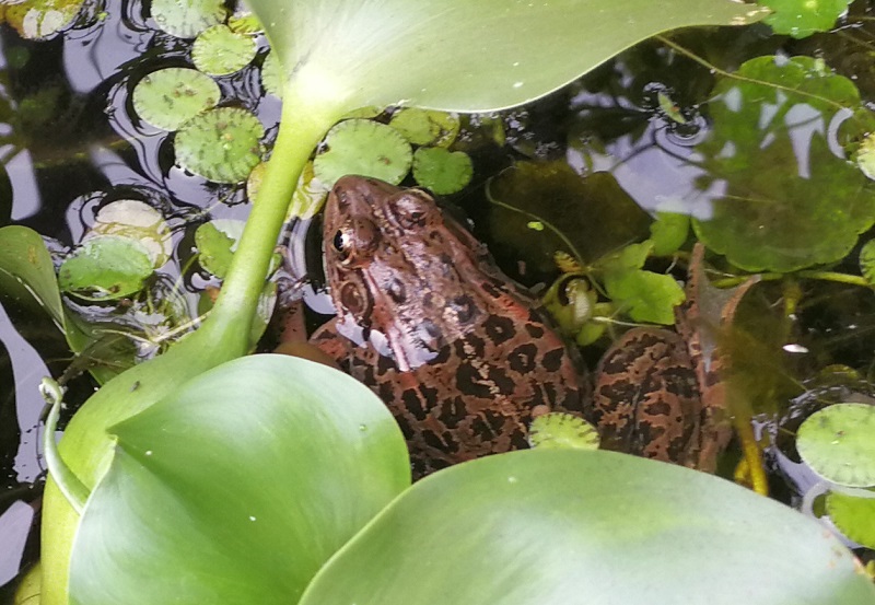 トウキョウダルマガエル