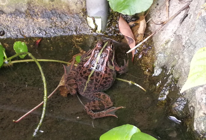 トウキョウダルマガエル