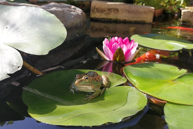 トウキョウダルマガエルと睡蓮の花