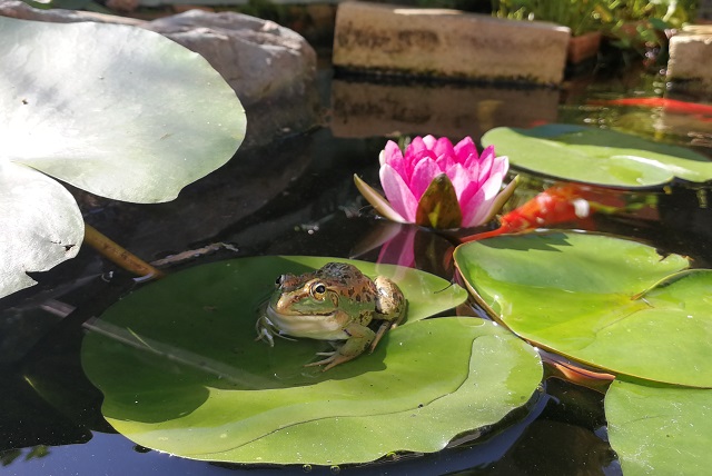 トウキョウダルマガエルと睡蓮の花