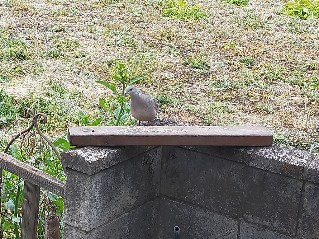 餌を食べるキジバト