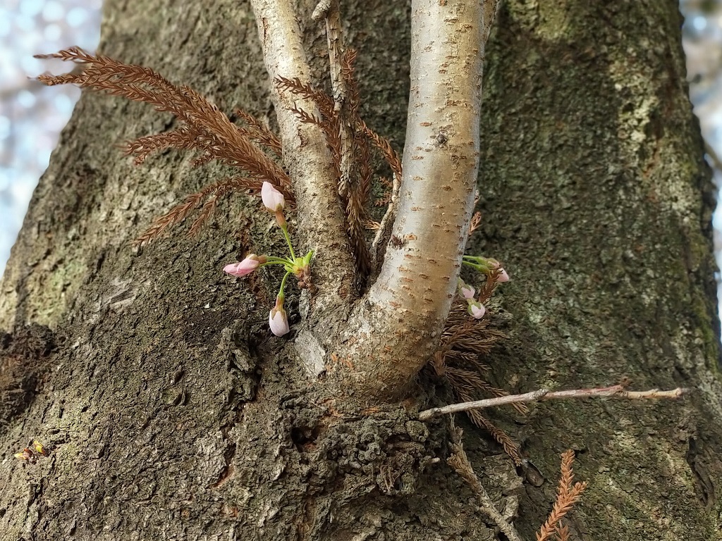 遅咲きの桜の蕾