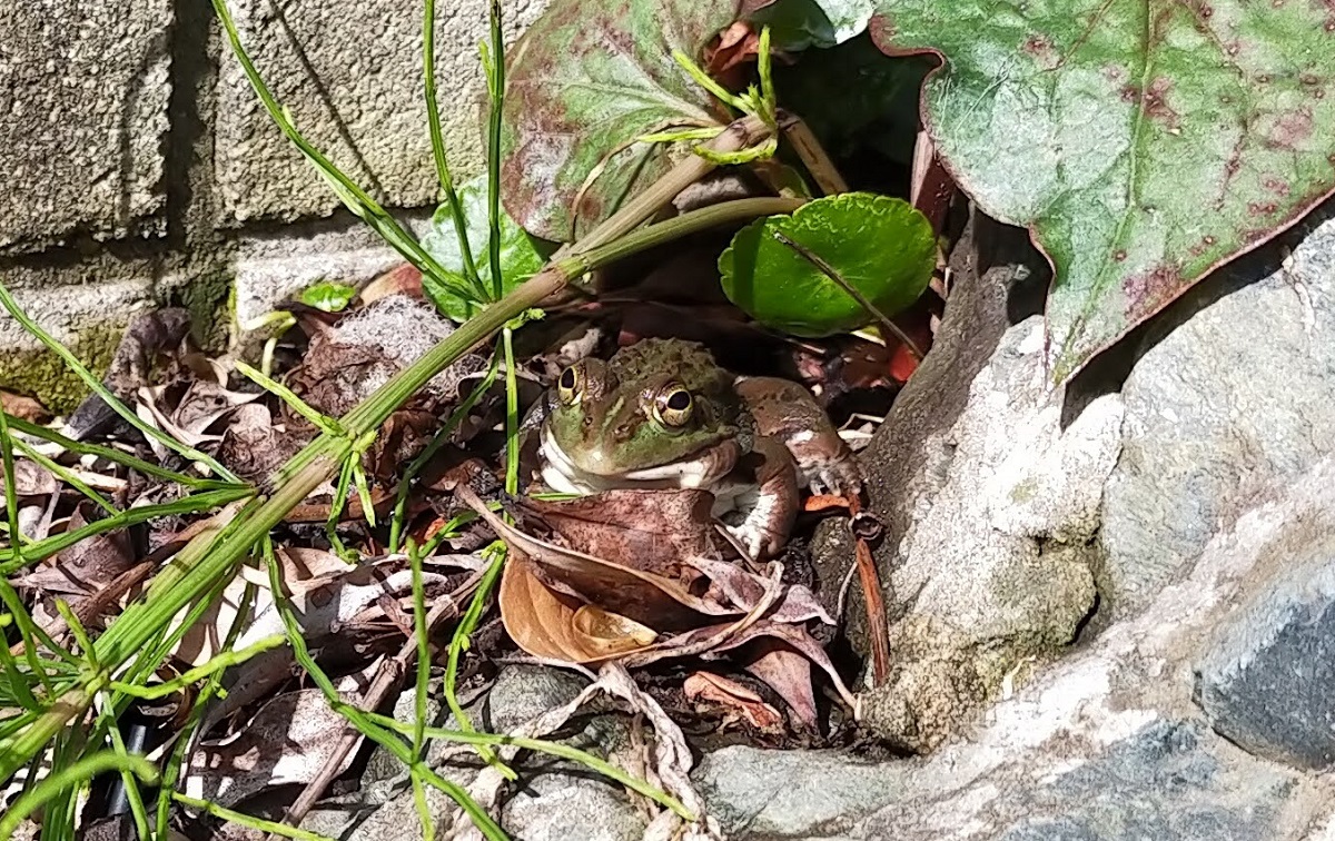 春先のトウキョウダルマガエル