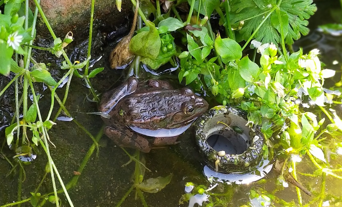 トウキョウダルマガエル。