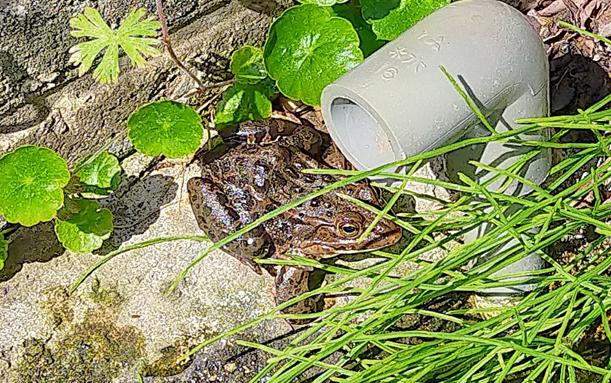 冬眠から起きてきたばかりのトウキョウダルマガエル