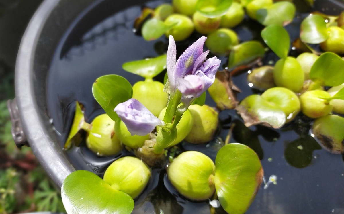 ホテイアオイの花