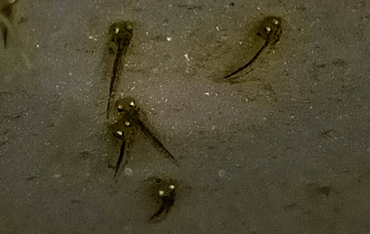金魚 稚魚 張り付く 金魚 稚魚 張り付く