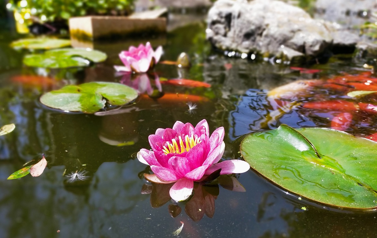 赤い睡蓮の花が２つ