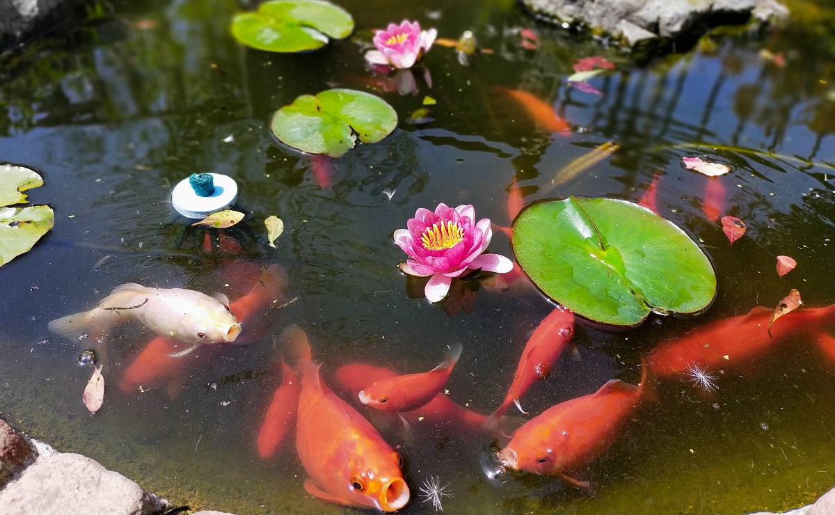 餌を要求する金魚達