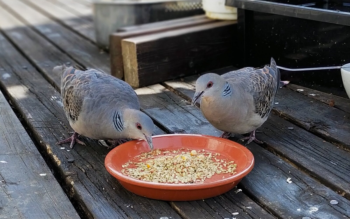 毎日餌を食べに来るキジバト