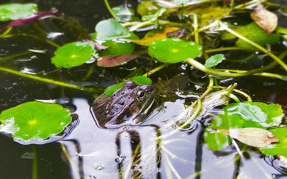 ウォーターマッシュルームに掴まるトウキョウダルマガエル