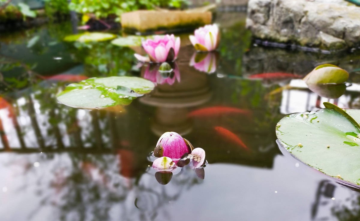 池の睡蓮の花