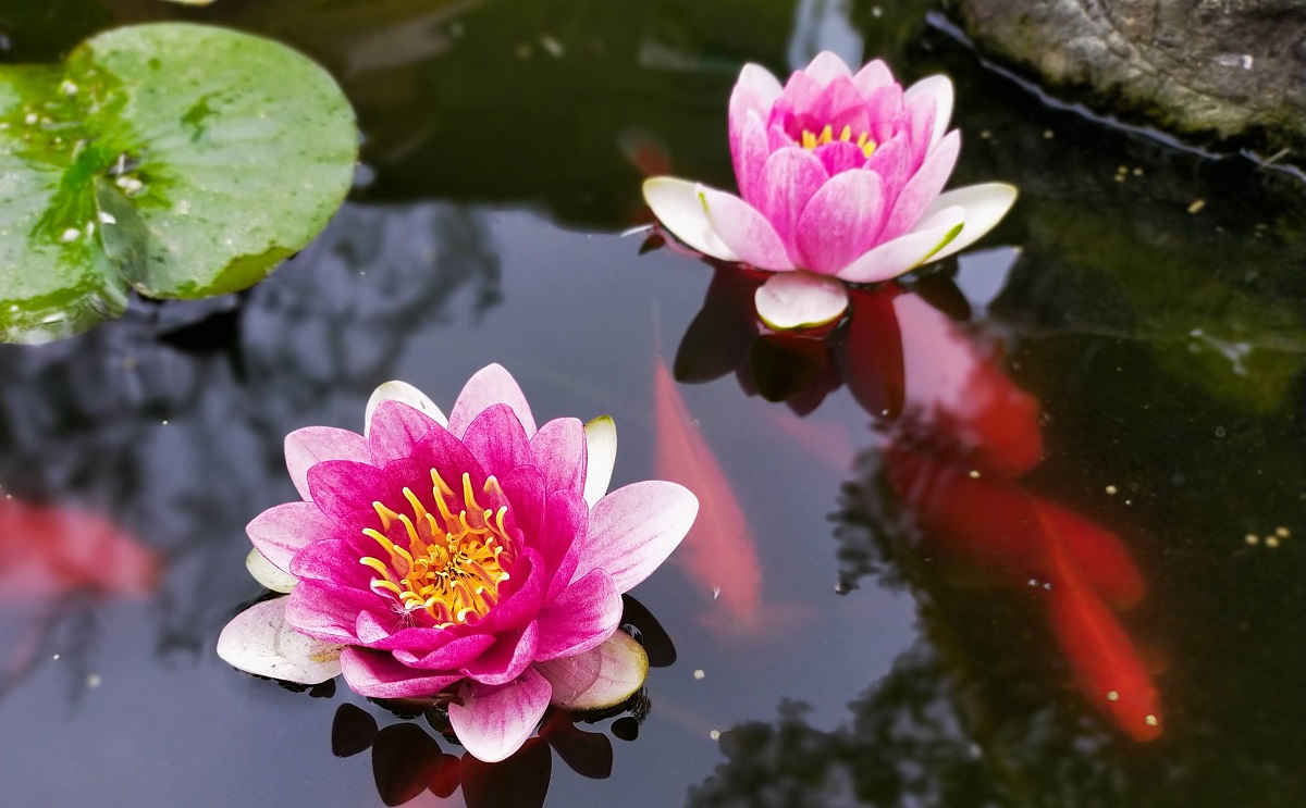 池の睡蓮の花と金魚