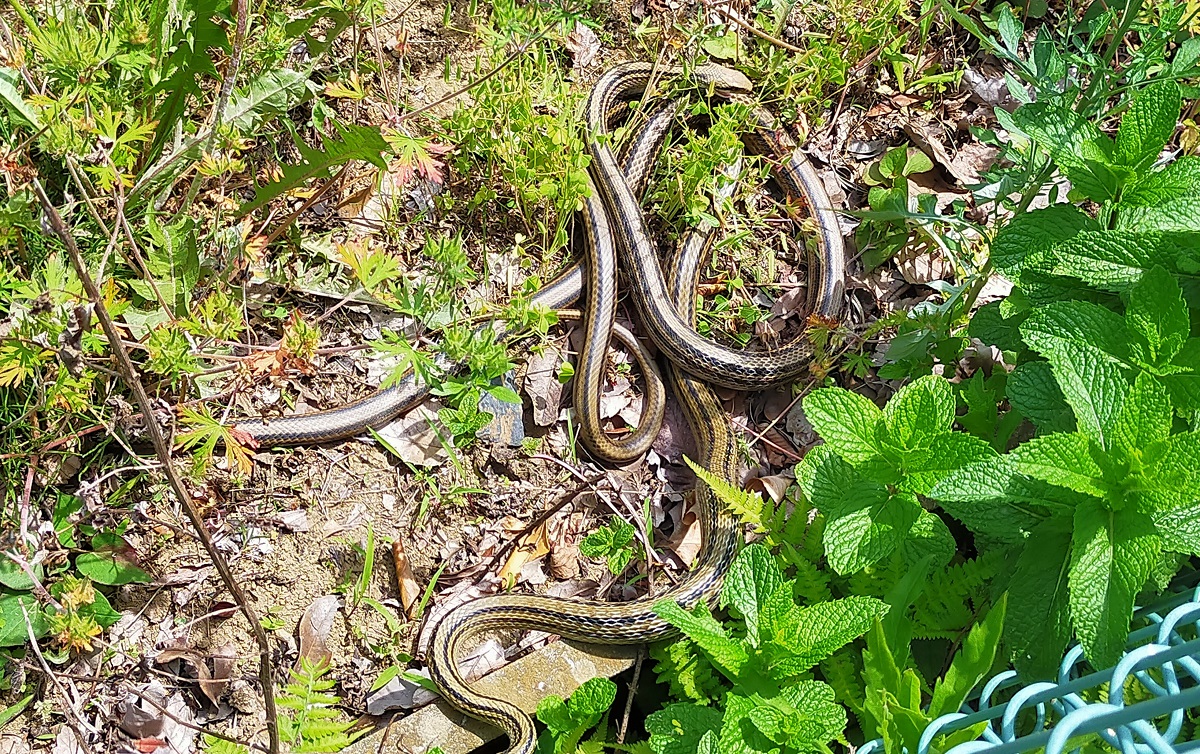 ２匹のシマヘビ。交尾中？