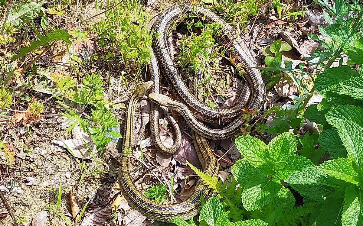 ２匹のシマヘビ。交尾中？