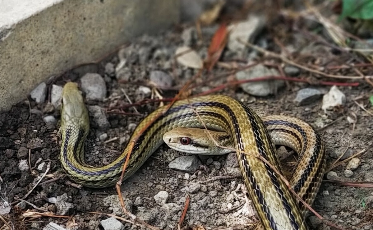 ２匹のシマヘビの赤い目