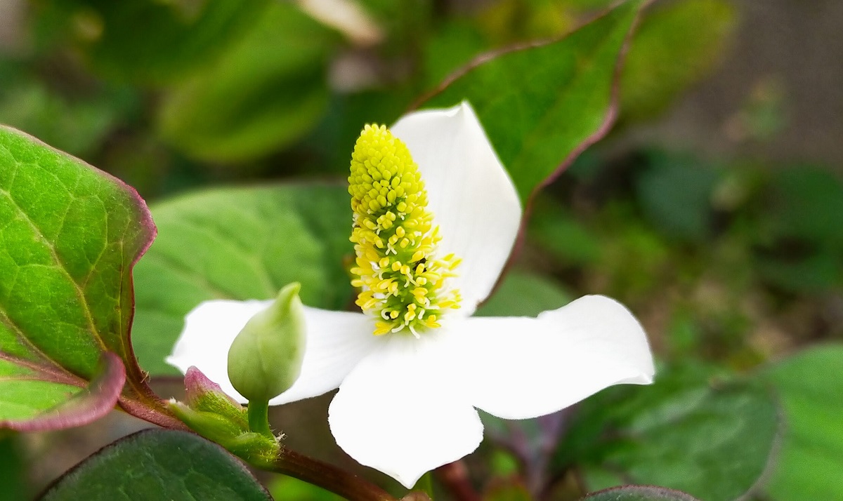 ドクダミの花