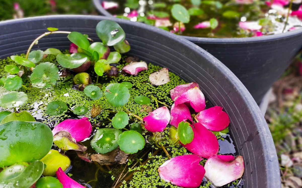 睡蓮鉢に浮かぶバラの花びら