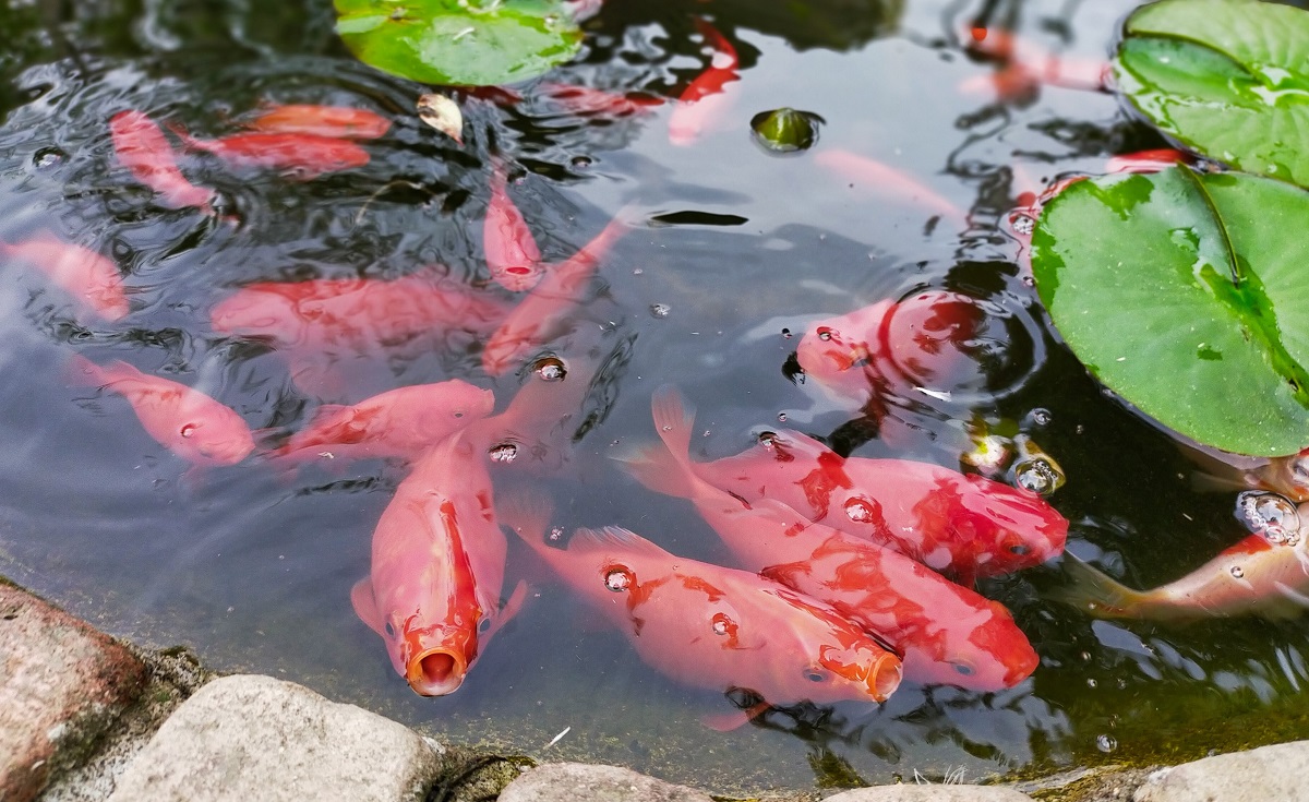 餌を欲しがる金魚達