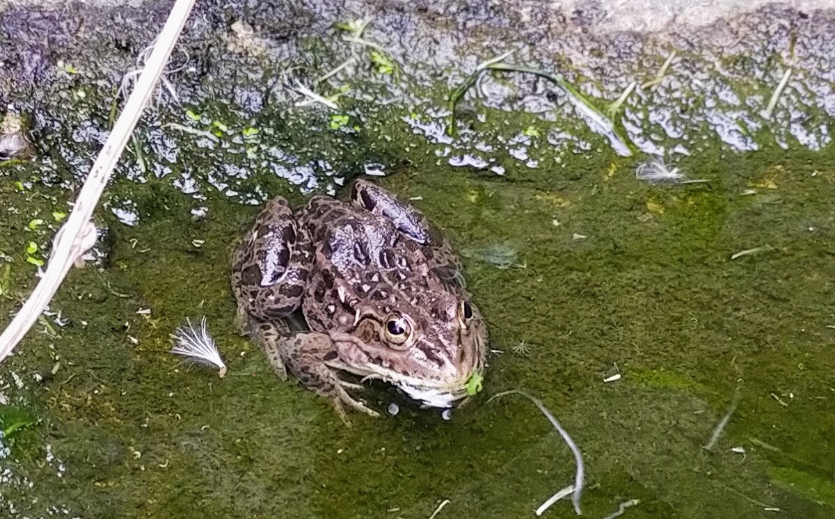 痩せ気味なトウキョウダルマガエル